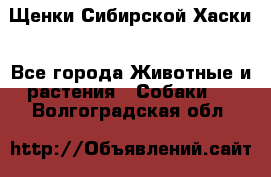 Щенки Сибирской Хаски - Все города Животные и растения » Собаки   . Волгоградская обл.